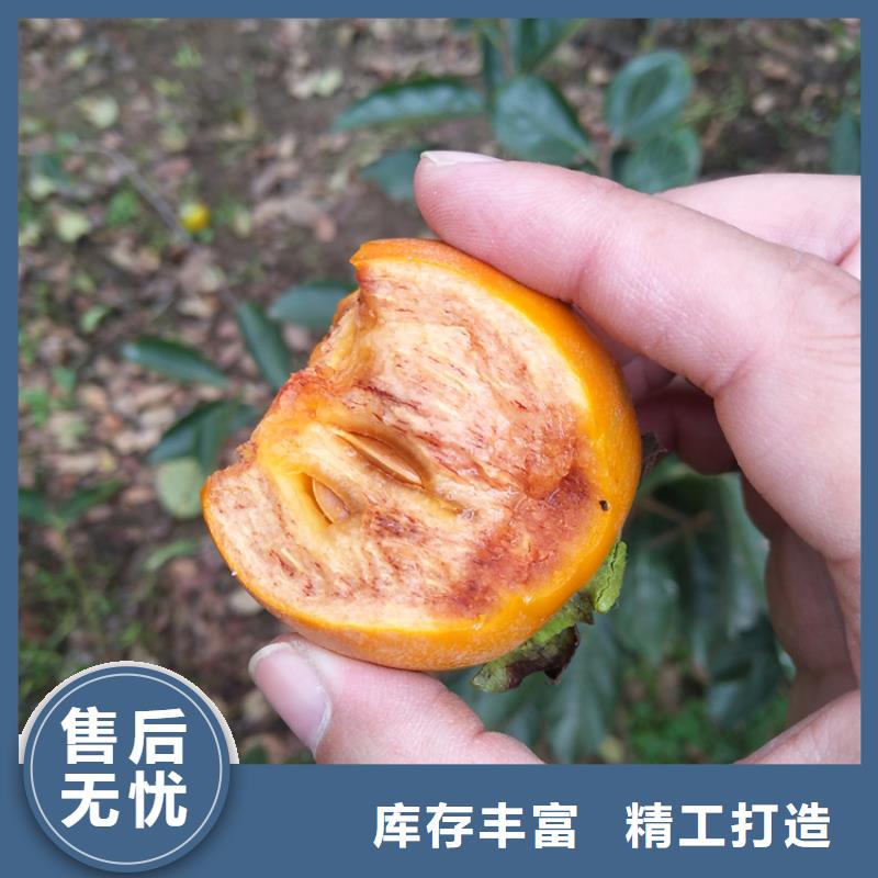 柿子桃树苗适用范围广