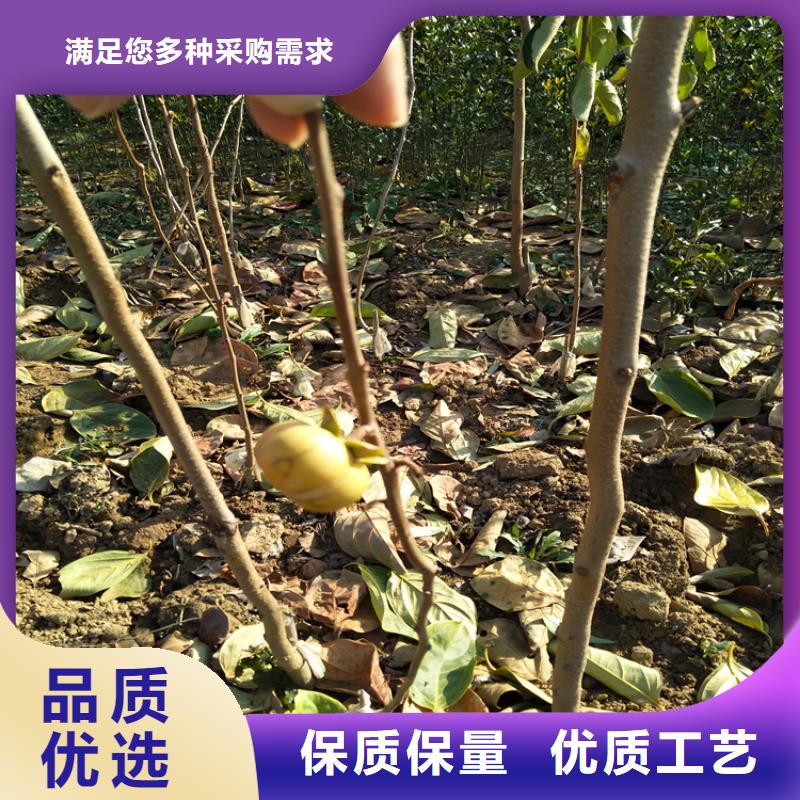 柿子 【石榴树】工程施工案例轩园杏树苗