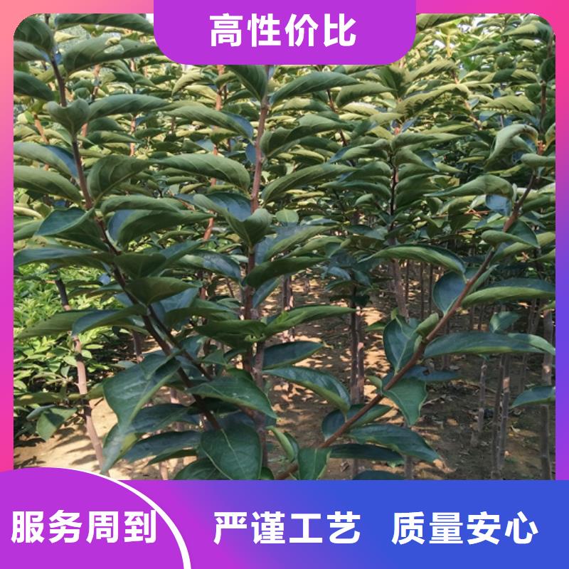 柿子樱桃苗厂家经验丰富