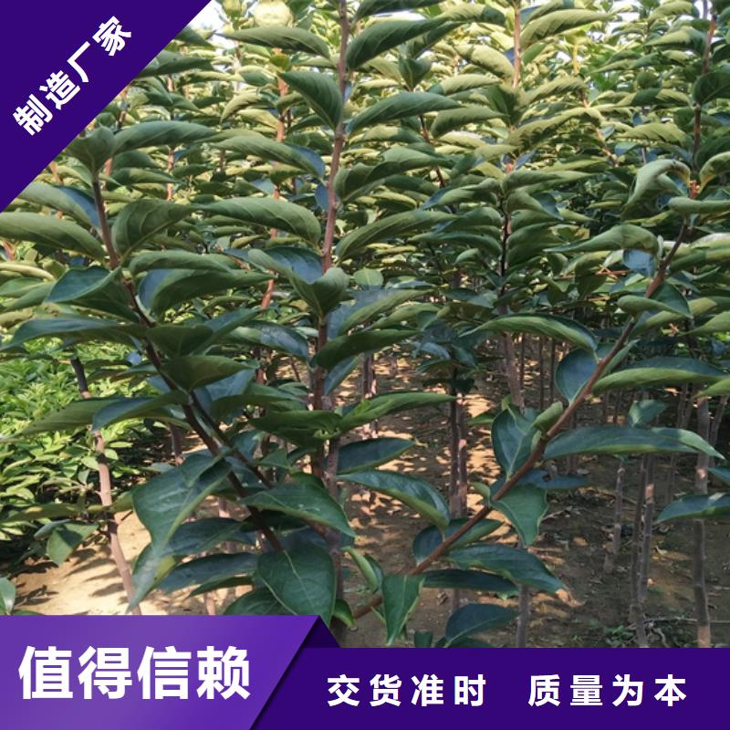 柿子桃树苗按需设计