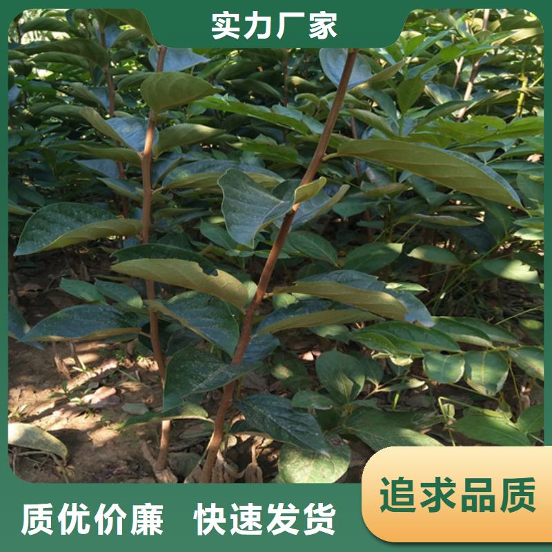 柿子桃树苗按需设计