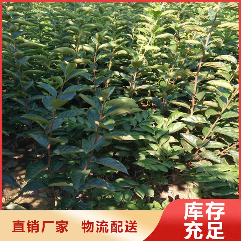 柿子桃树苗适用范围广