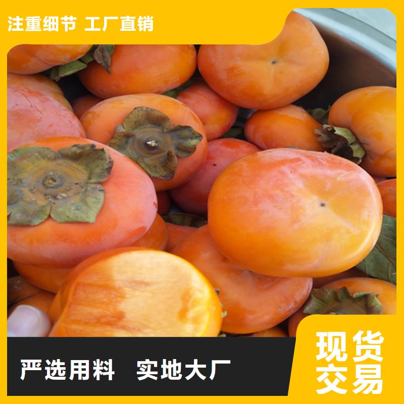 柿子 【石榴树】工程施工案例轩园杏树苗