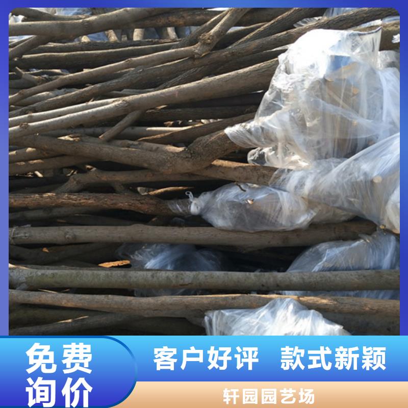 柿子苹果苗交货准时