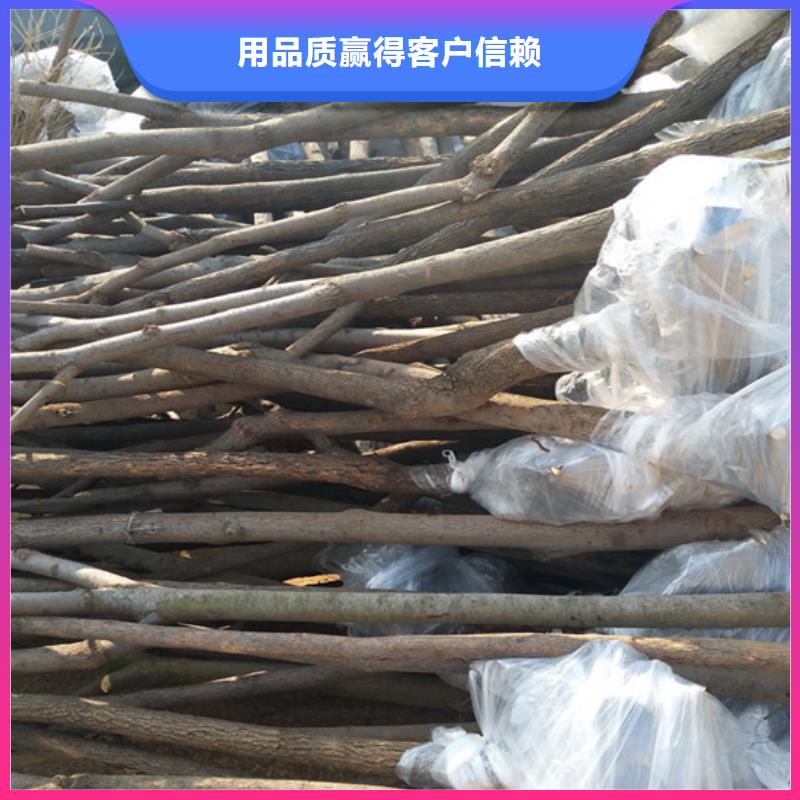 柿子 【石榴树】工程施工案例轩园杏树苗