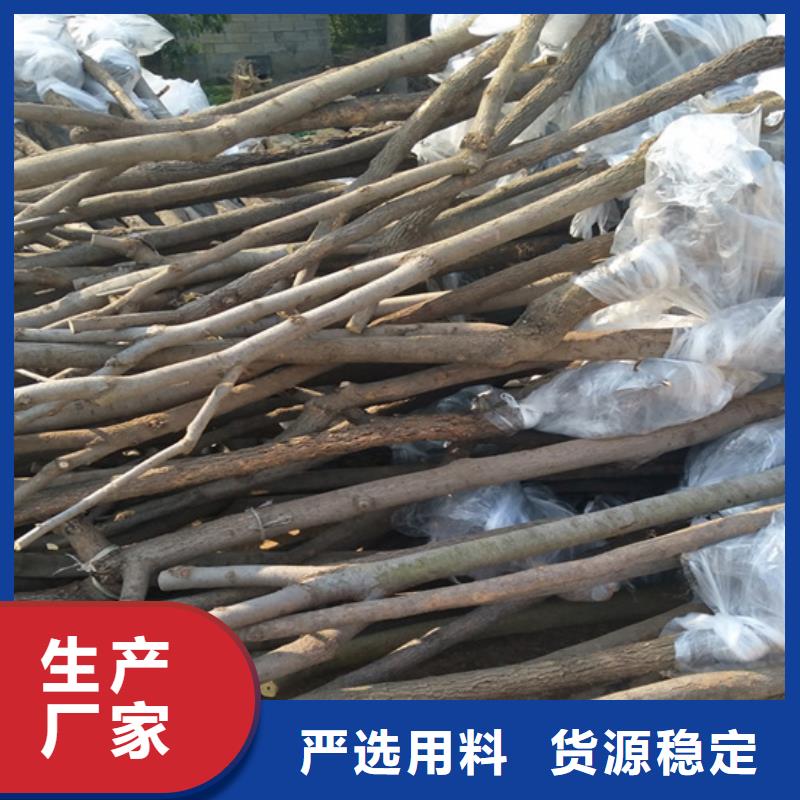 柿子苹果苗交货准时