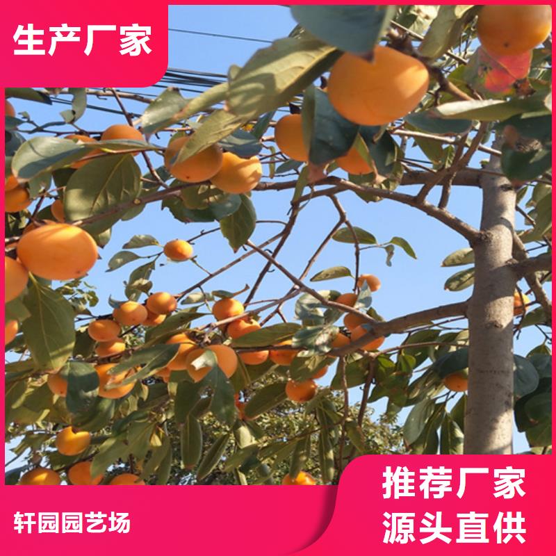 柿子 【石榴树】工程施工案例轩园杏树苗