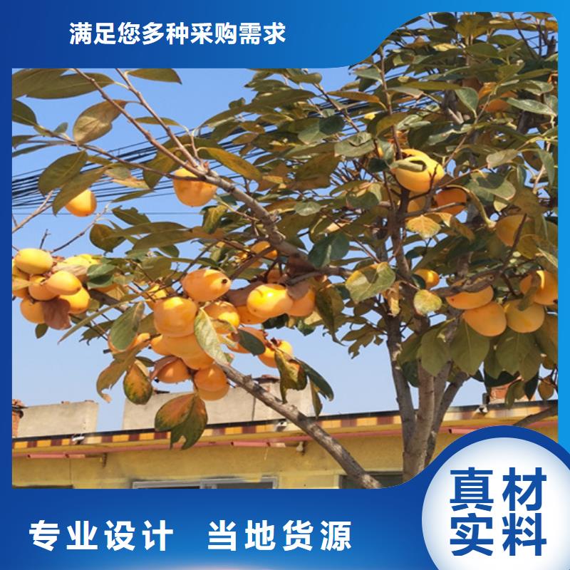 柿子苹果苗交货准时