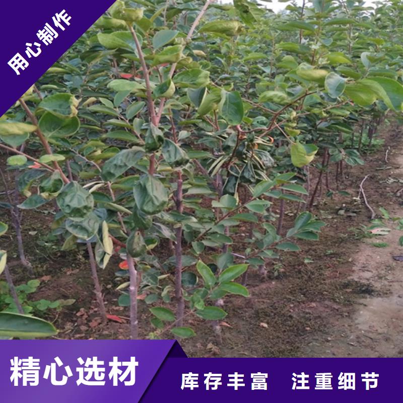 柿子_梨树苗好产品好服务