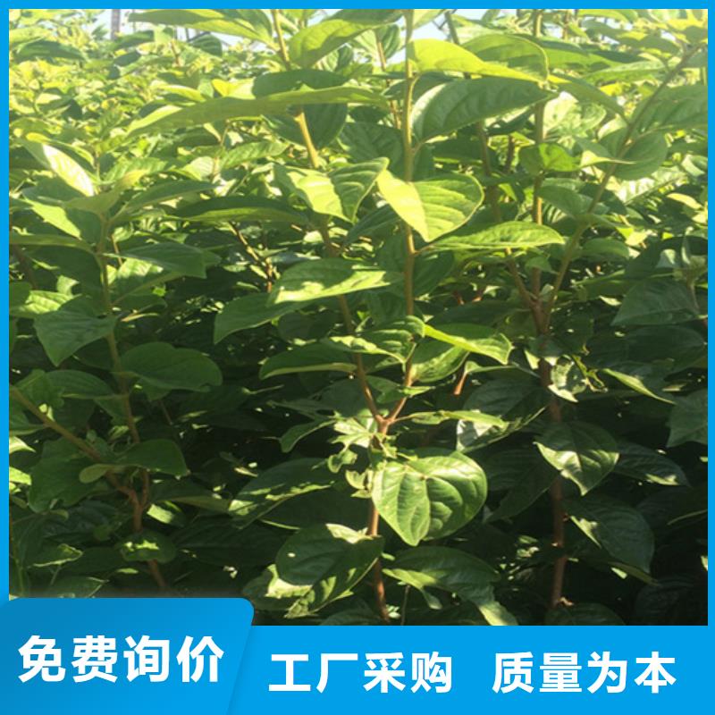 柿子 【石榴树】工程施工案例轩园杏树苗