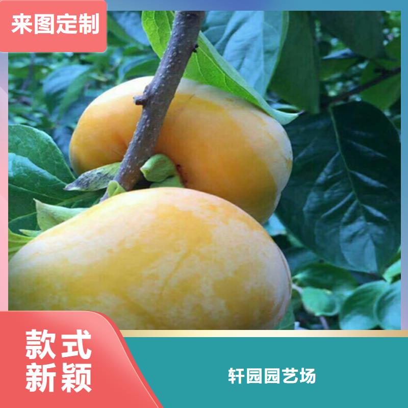 柿子 【石榴树】工程施工案例轩园杏树苗