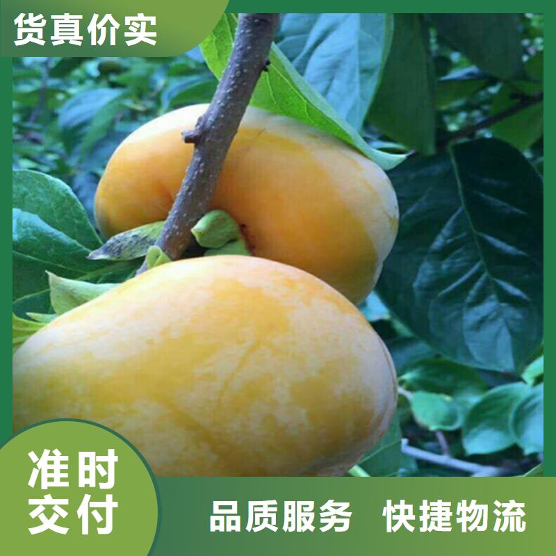 柿子桃树苗按需设计