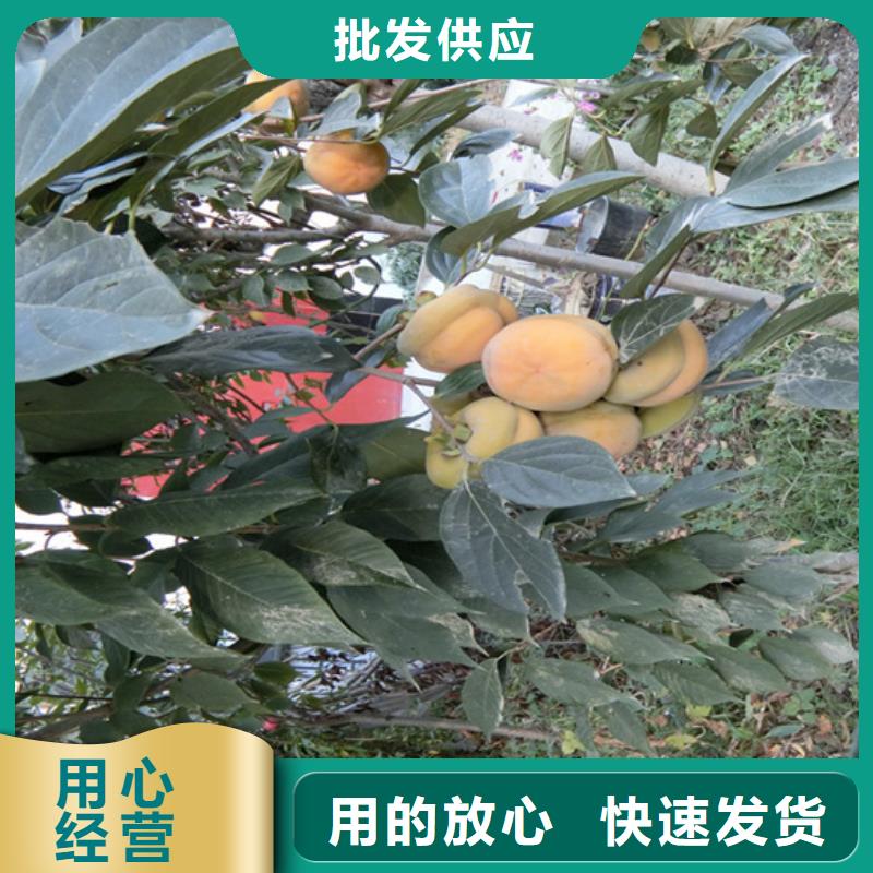柿子 【石榴树】工程施工案例轩园杏树苗