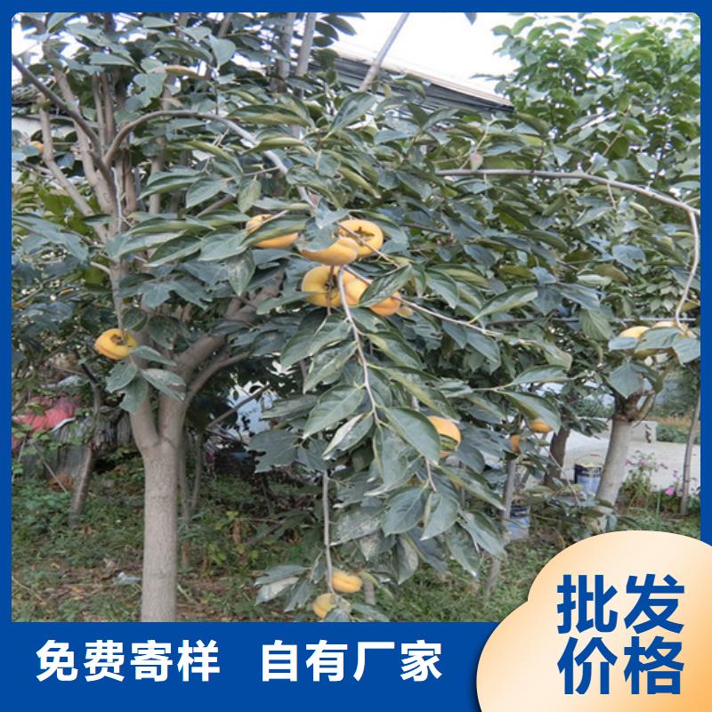 柿子_梨树苗好产品好服务