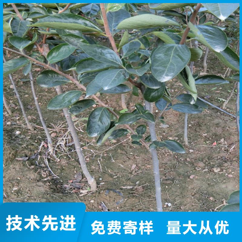 柿子蓝莓苗一周内发货
