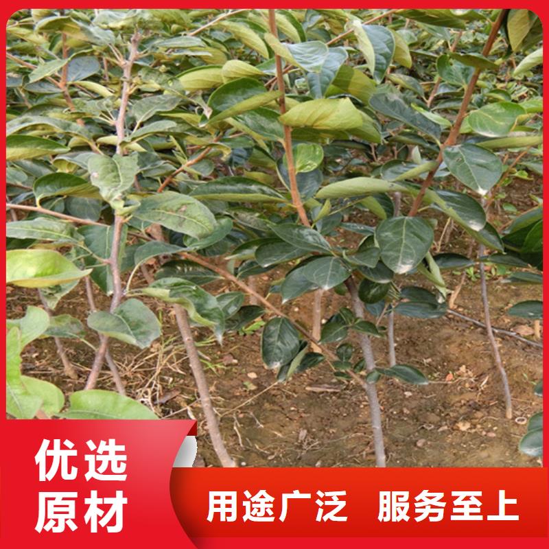 柿子_梨树苗好产品好服务