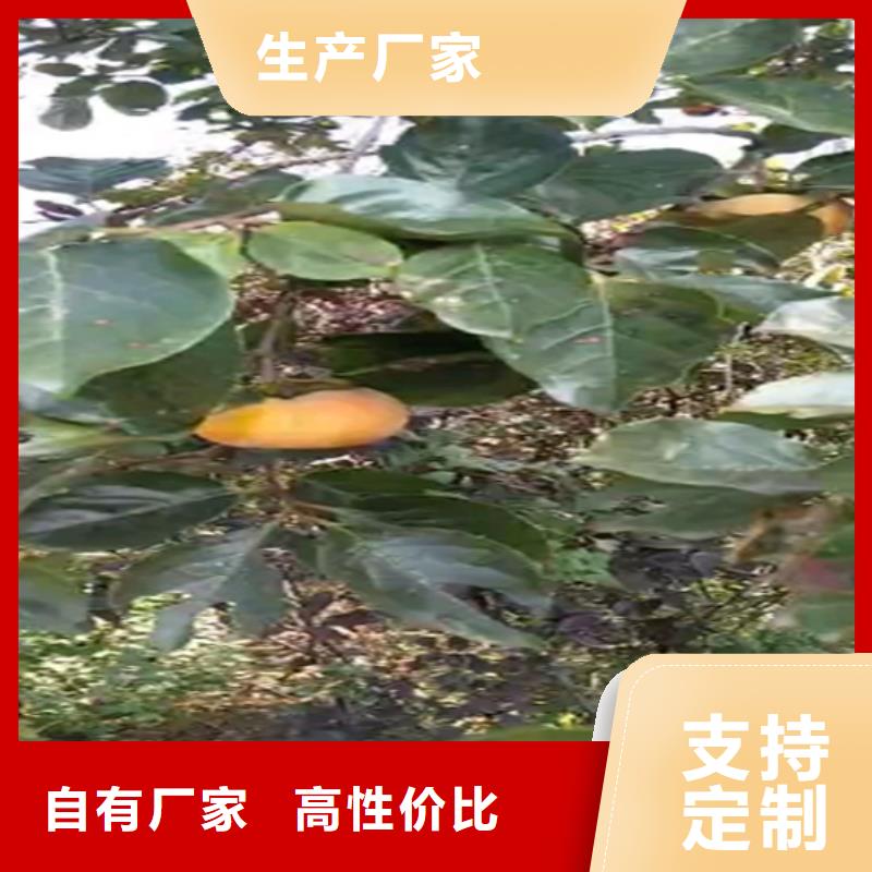 柿子 【石榴树】工程施工案例轩园杏树苗
