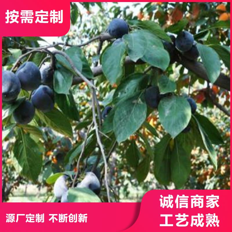 柿子_梨树苗好产品好服务