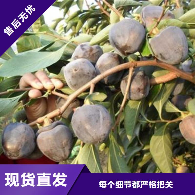 柿子樱桃苗厂家经验丰富