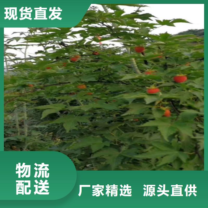 树莓苹果苗价格合理