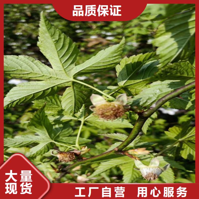 树莓樱桃苗长期供应