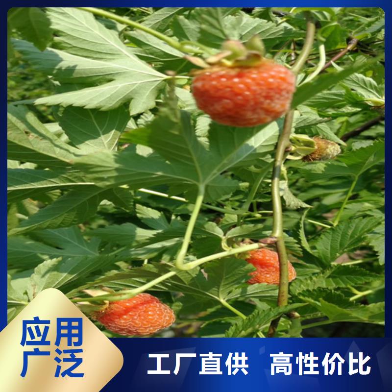 树莓樱桃苗实体诚信经营