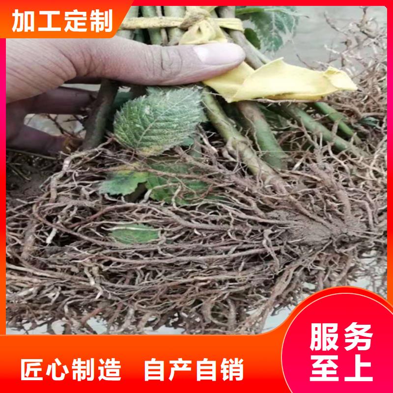 树莓苹果苗厂家供应