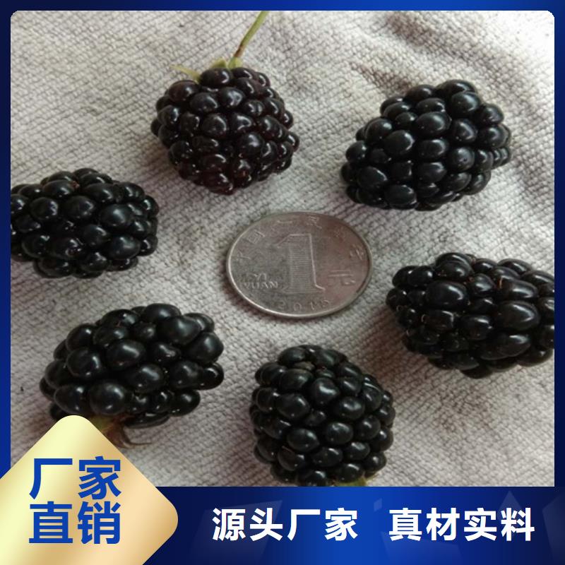 树莓樱桃苗实体诚信经营