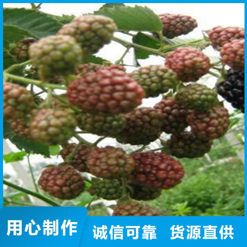 树莓樱桃苗长期供应
