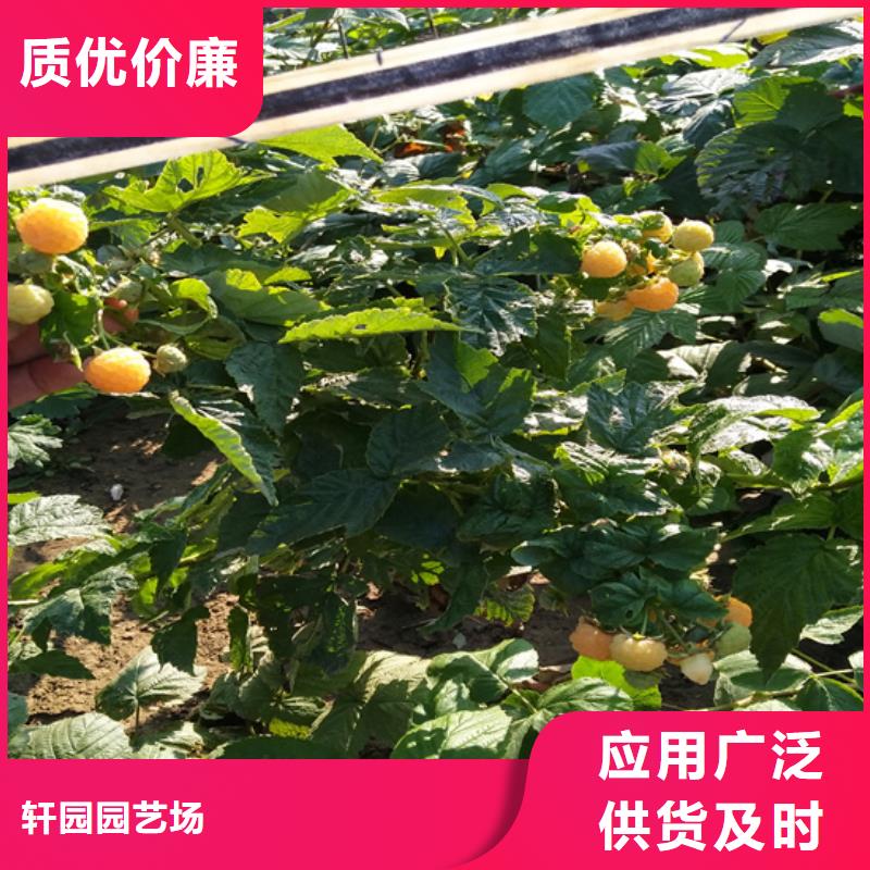 树莓苹果苗厂家供应