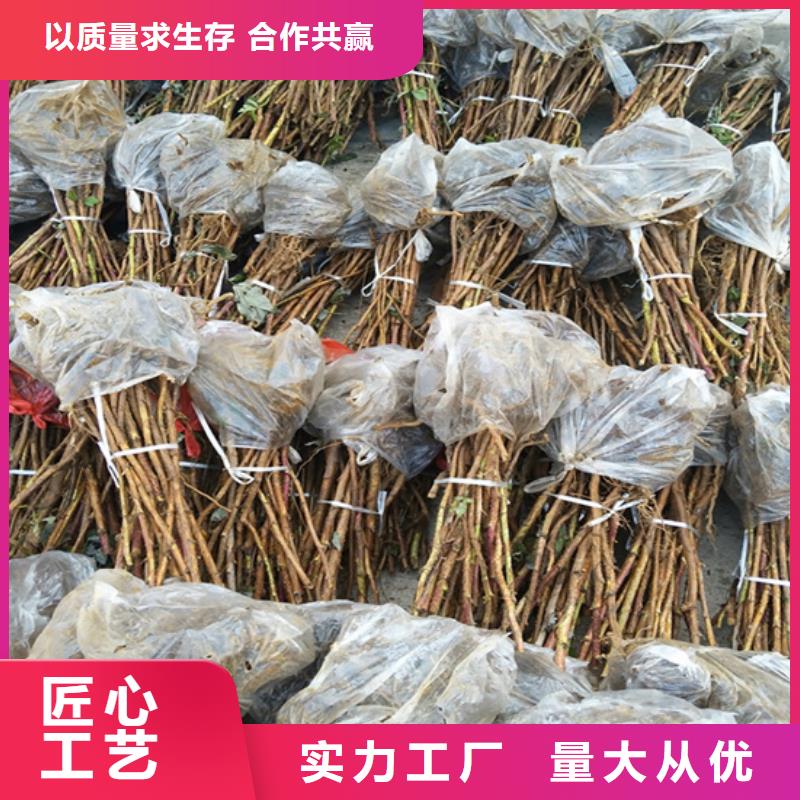 树莓樱桃苗长期供应