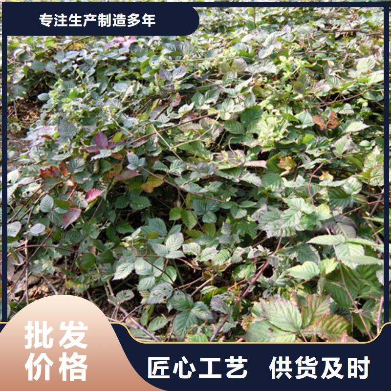 树莓苹果苗厂家供应