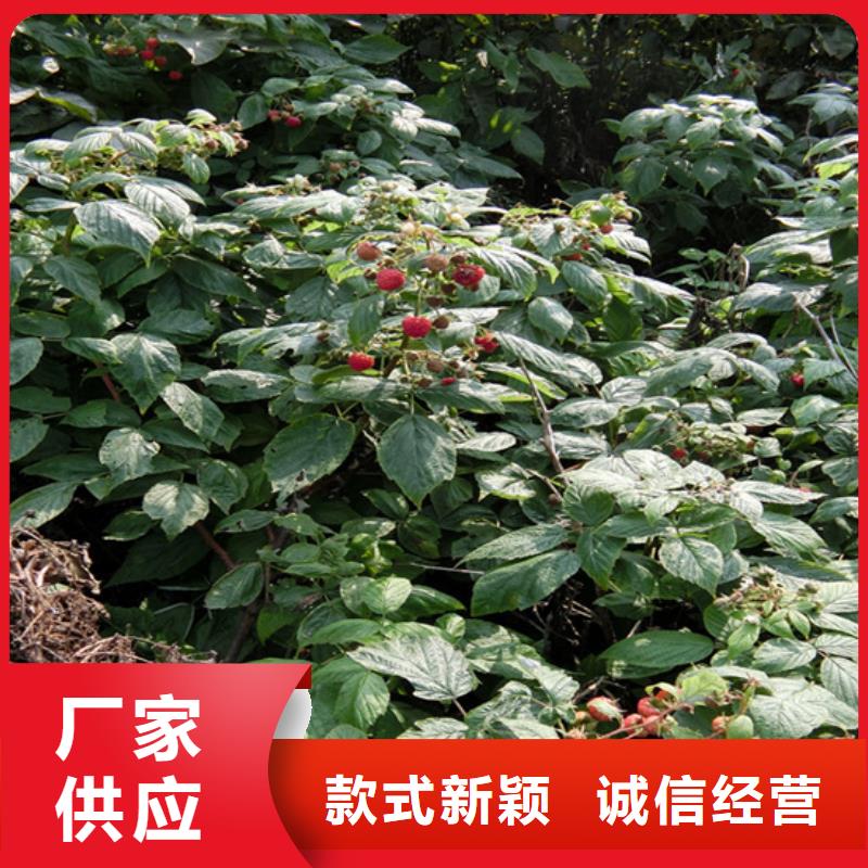 树莓苹果苗厂家供应