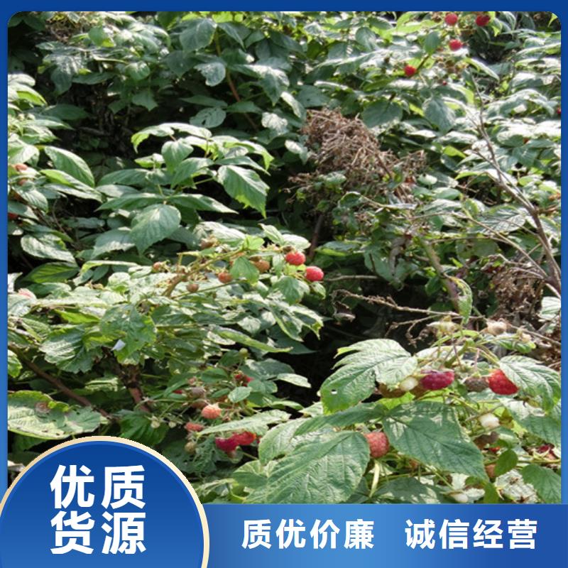 树莓苹果苗厂家供应