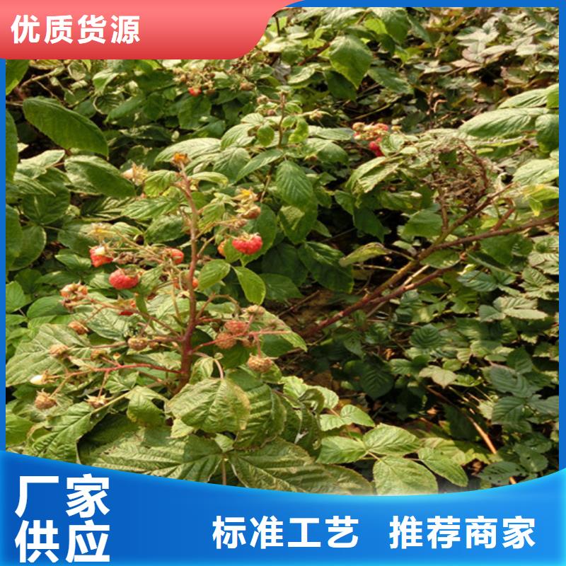 树莓苹果苗厂家供应