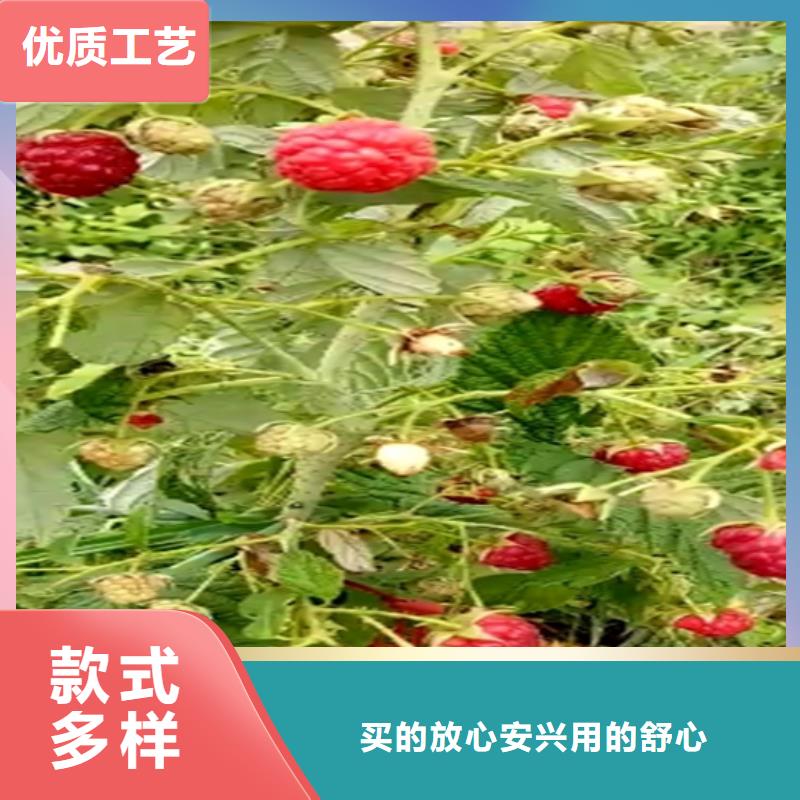 树莓苹果苗厂家供应