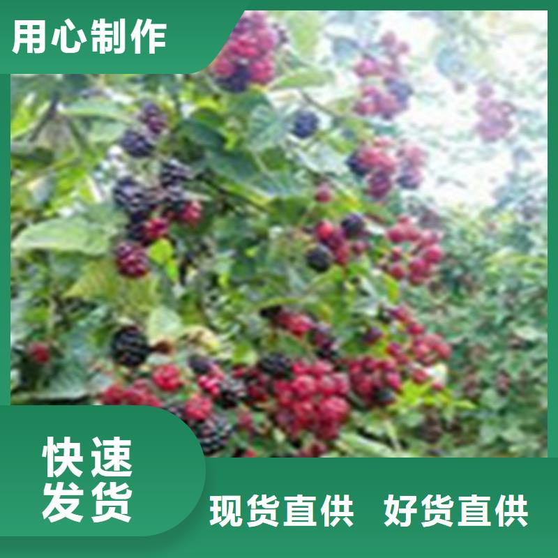 树莓苹果苗厂家供应