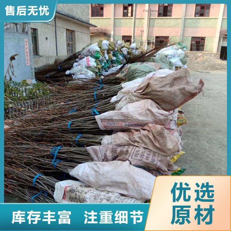 杏树苗-视频-杏树苗(轩园)覆盖地域云南省红河市开远|泸西|西双版纳|德宏|丽江|临沧|保山