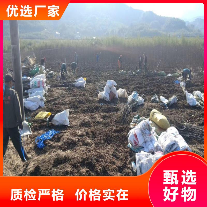 杏树苗-视频-河南省|新乡|漯河|三门峡|安阳|驻马店|商丘|平顶山杏树苗-轩园