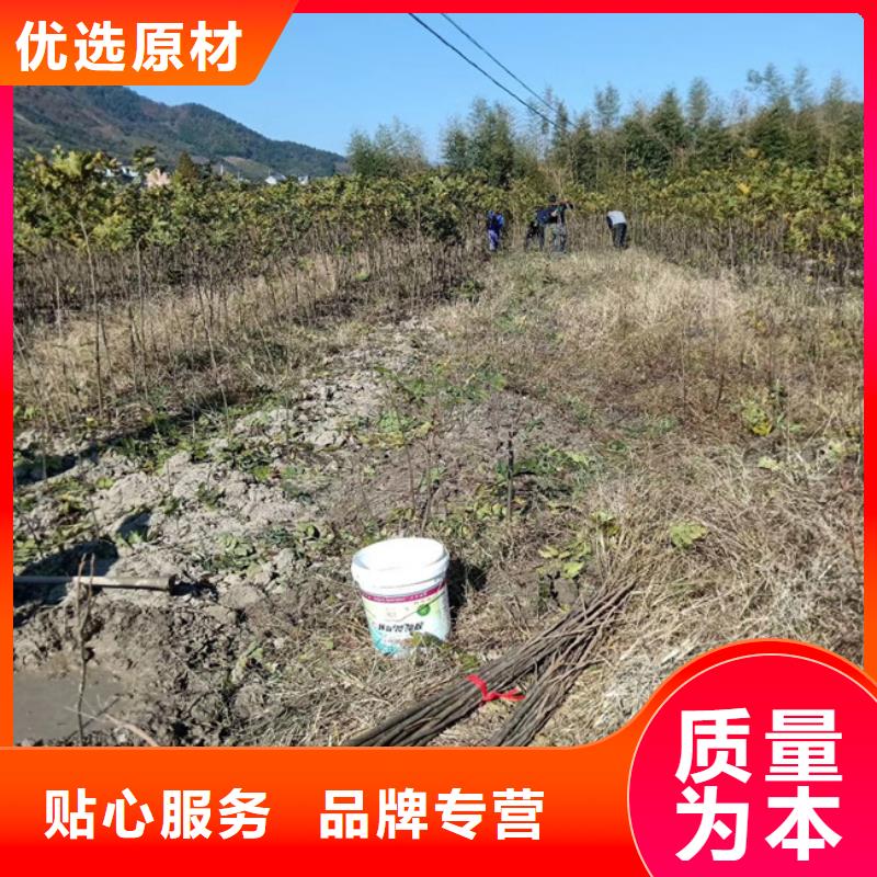 杏树苗-视频-杏树苗(轩园)覆盖地域云南省红河市开远|泸西|西双版纳|德宏|丽江|临沧|保山