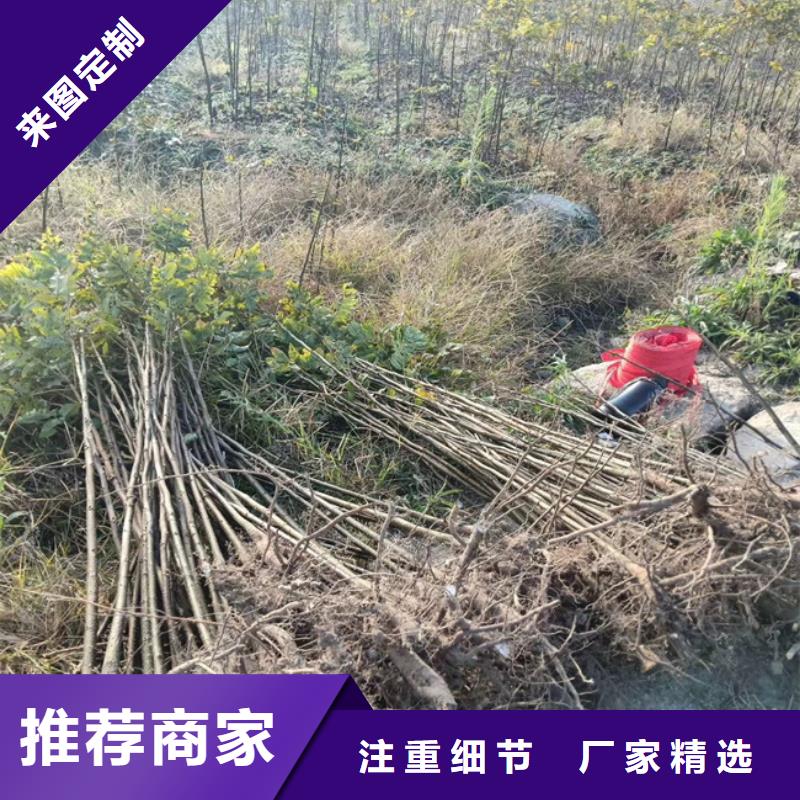 碧根果樱桃苗品质商家