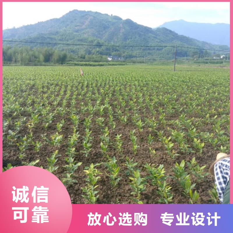 碧根果西瓜苗发货及时