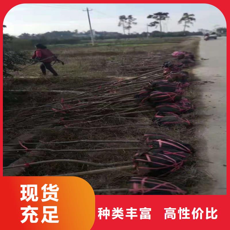 碧根果樱桃苗品质商家