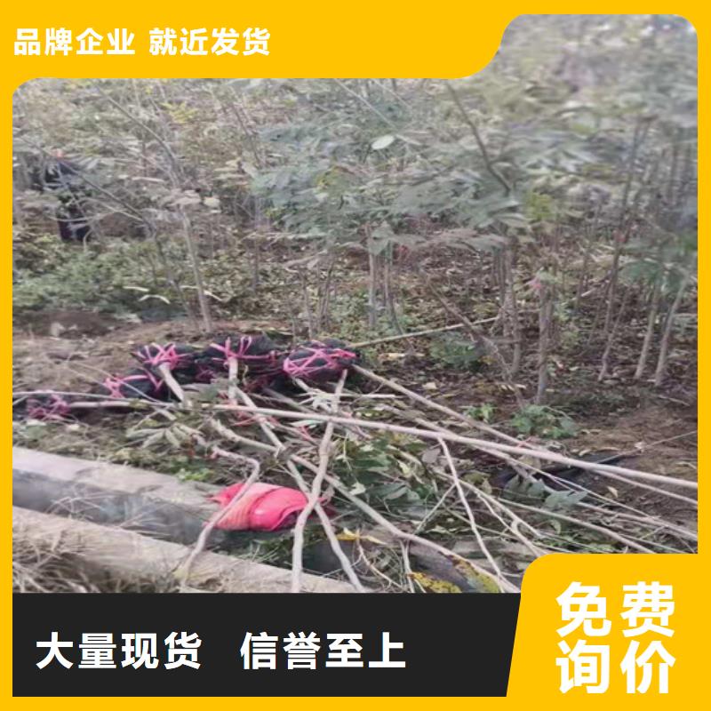 碧根果_梨树苗用心制造