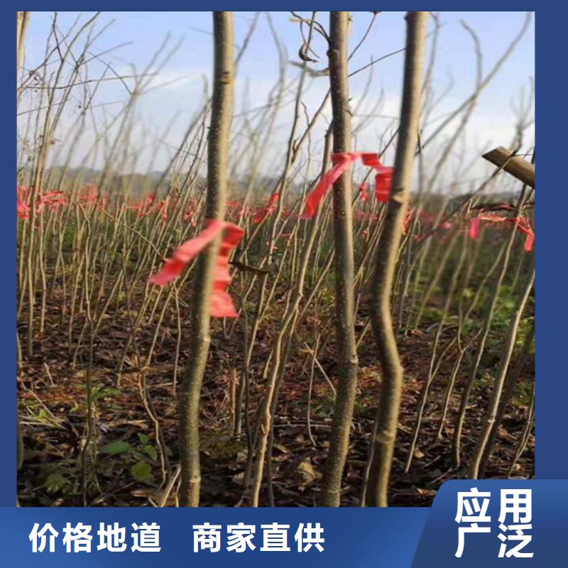 碧根果樱桃苗品质商家