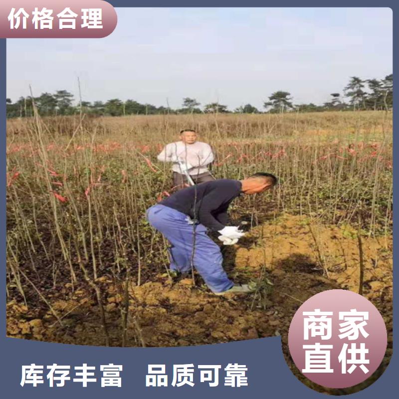 杏树苗-视频-河南省|新乡|漯河|三门峡|安阳|驻马店|商丘|平顶山杏树苗-轩园