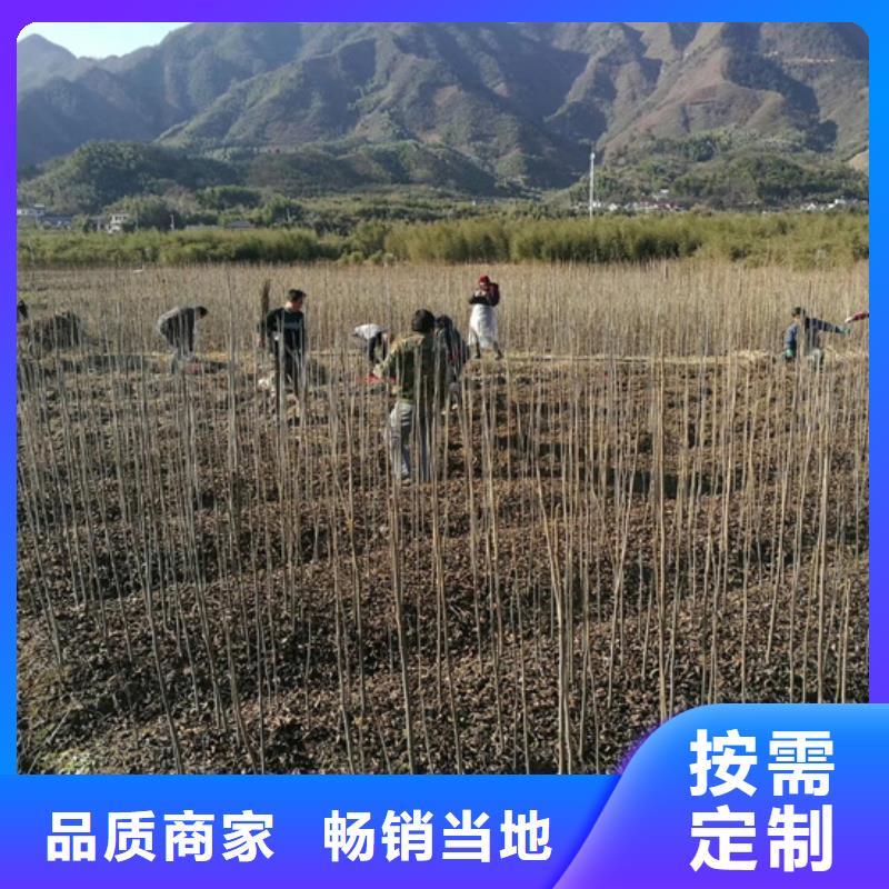 碧根果-嘎啦苹果高标准高品质