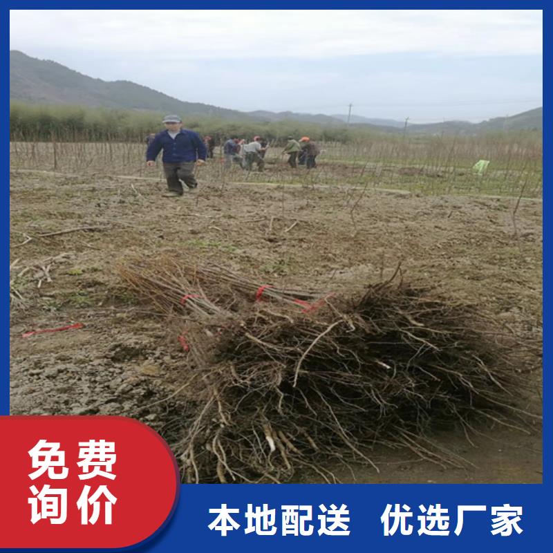 碧根果西瓜苗发货及时