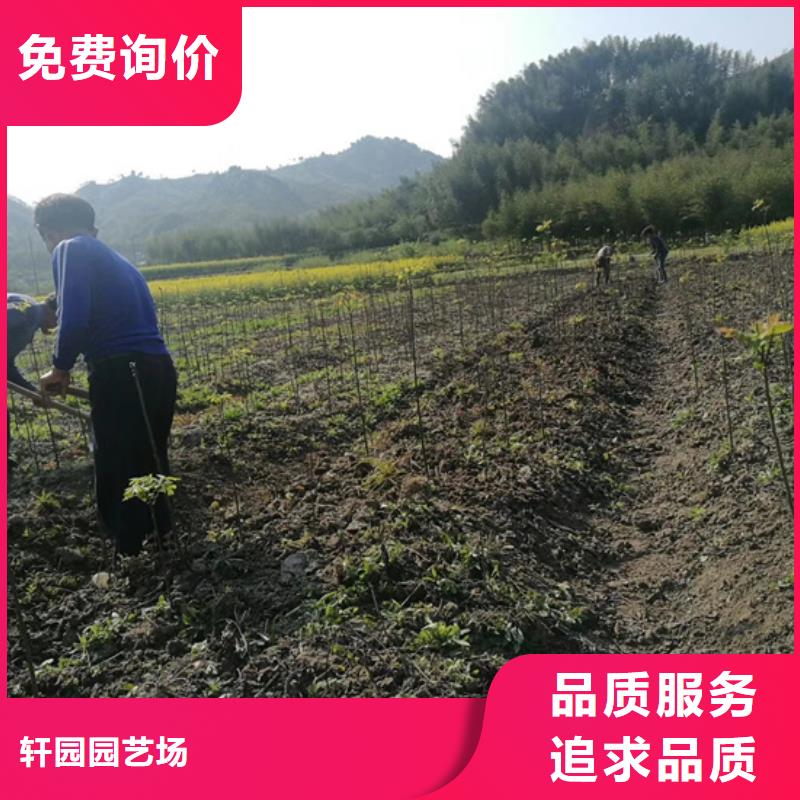 杏树苗-视频-杏树苗(轩园)覆盖地域云南省红河市开远|泸西|西双版纳|德宏|丽江|临沧|保山