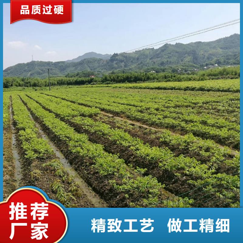 杏树苗-视频-河南省|新乡|漯河|三门峡|安阳|驻马店|商丘|平顶山杏树苗-轩园